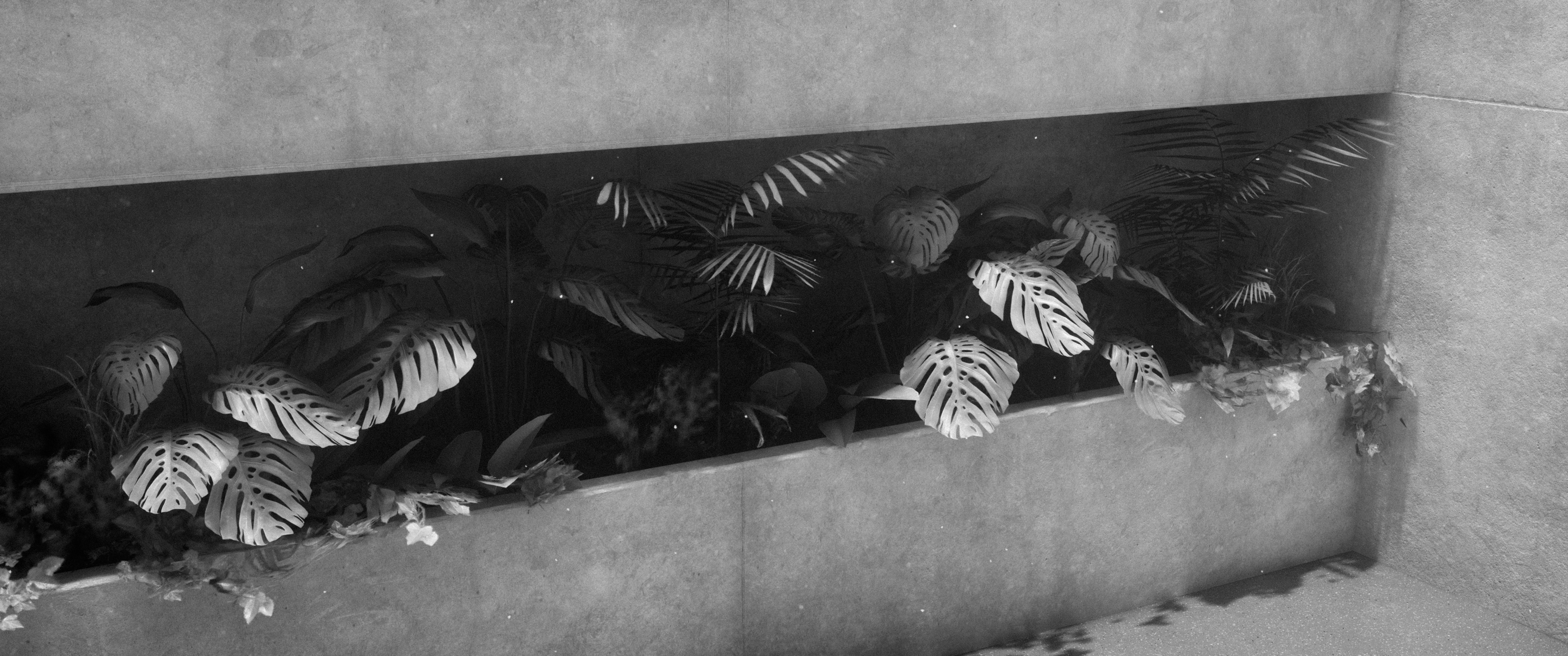 楼梯间的植物（远景）