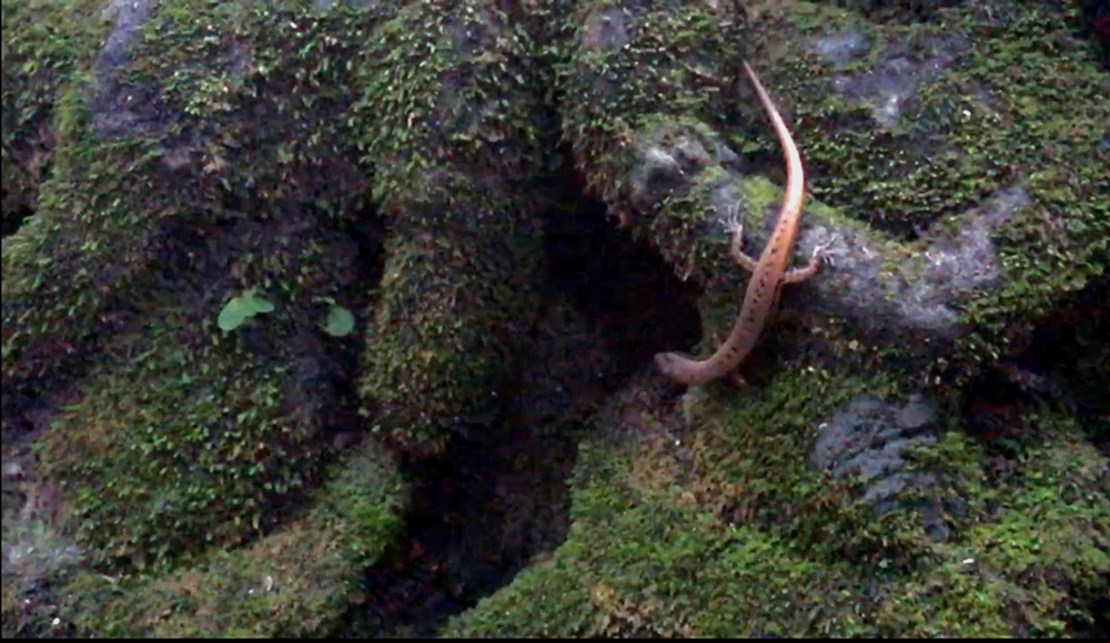 蜥蜴是遗迹中的常驻居民