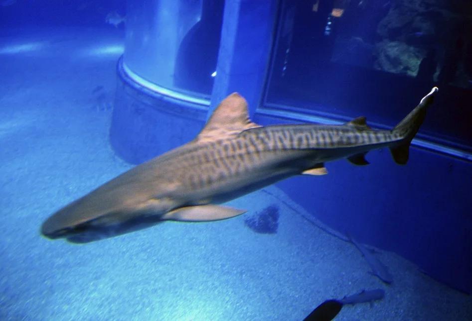 日本大阪水族馆的鼬鲨（Galeocerdo cuvier），冲绳也有而且是和低鳍混在一起，鼬鲨非常凶猛，曾多次攻击甚至杀死人类