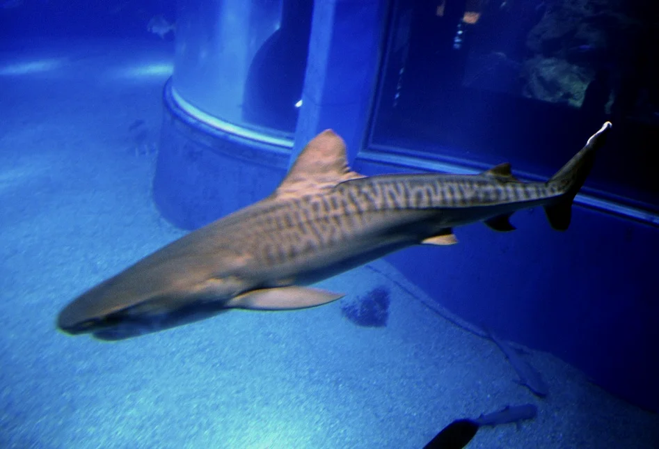 日本大阪水族馆的鼬鲨（Galeocerdo cuvier），冲绳也有而且是和低鳍混在一起，鼬鲨非常凶猛，曾多次攻击甚至杀死人类