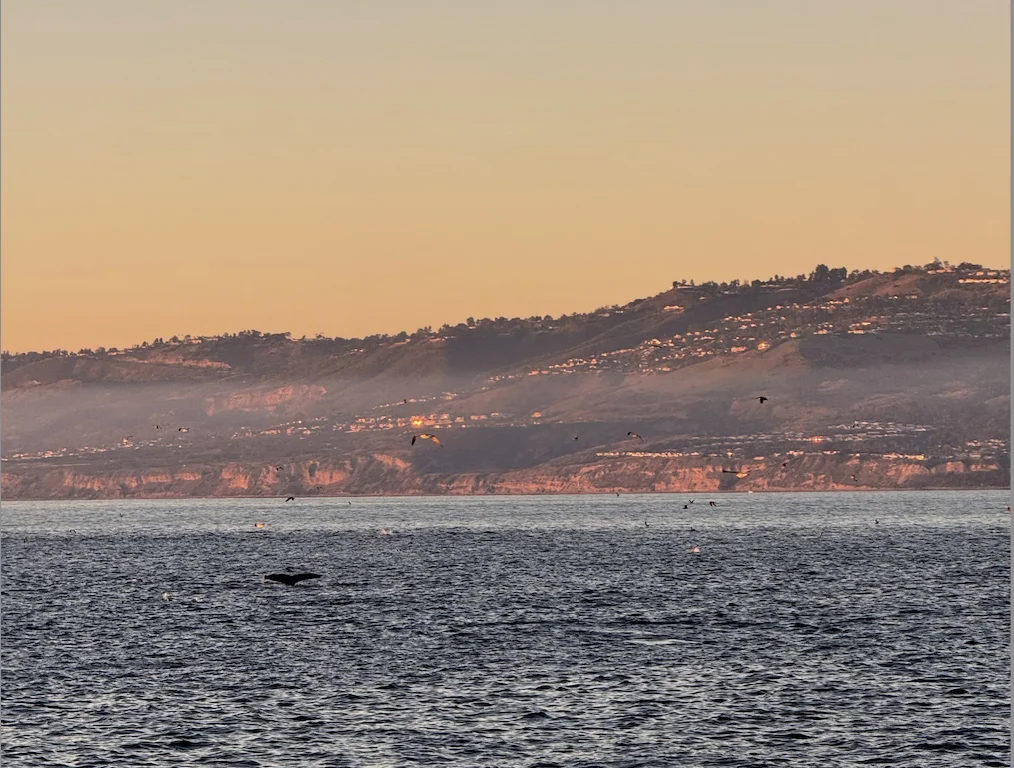 超幸运遇到4只鲸鱼 但其实能看到的只有尾巴尖尖