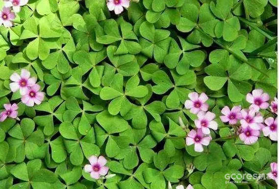 《哈利·波特》系列中的神秘植物考(四)(D系列) 《哈利·波特》系列中的神秘植物考(四)(D系列)