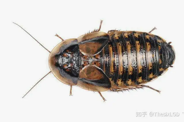 杜比亚蟑螂