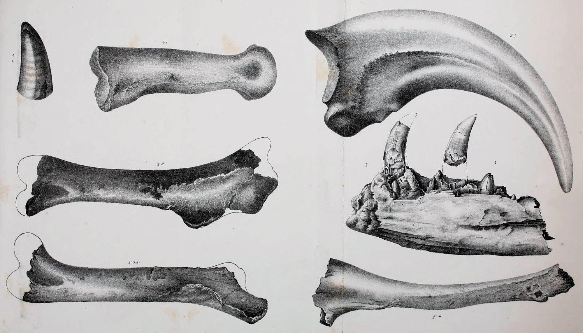 根据目前的唯一部分身体骨骼，伤龙（即暴风龙）身长被估计约7.5米，臀部高度为1.8米，重量约1.5公吨[1]。伤龙拥有相当长的手臂，与三根指爪，类似它们的近亲始暴龙。每个指爪都有长达8吋的指爪。