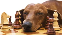 【烂梗】介绍国际象棋烂梗若干