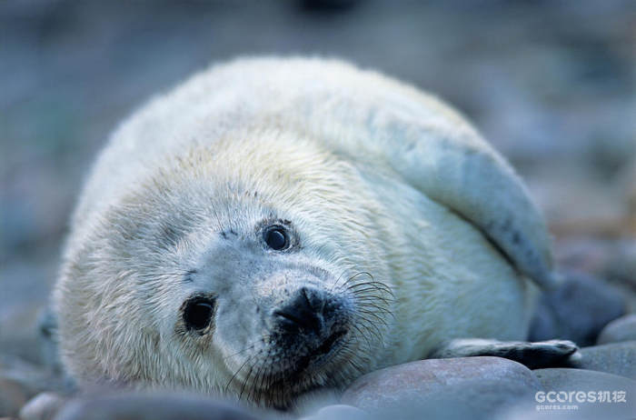 图片信息：Grey Seal Pup Photograph by Duncan Shaw/science Photo Library