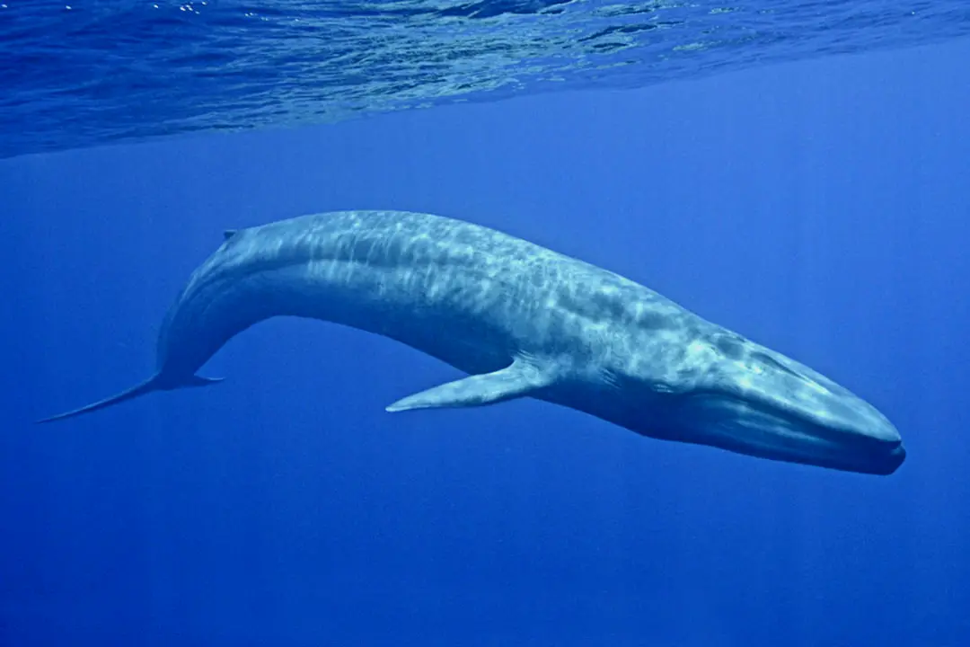 即使今天依然少见的蓝鲸