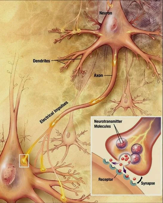 神经元传递信息的模式图，右下角为突触截面放大，可以看到神经递质以小泡的形式被释放。