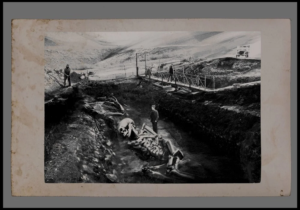 海尔加发掘的巨型骨架