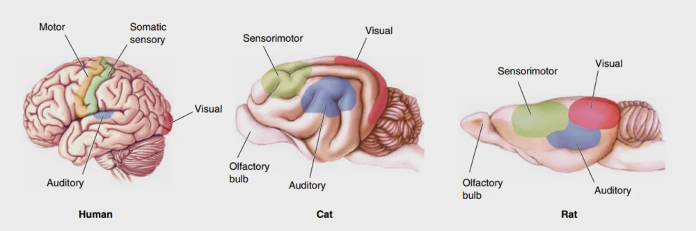 与右侧的大鼠和猫脑比起来，人脑中负责直接处理感觉运动任务的皮层比例很小，大部分皮层都是负责将信息进行“额外”分析处理的“联络皮层”。