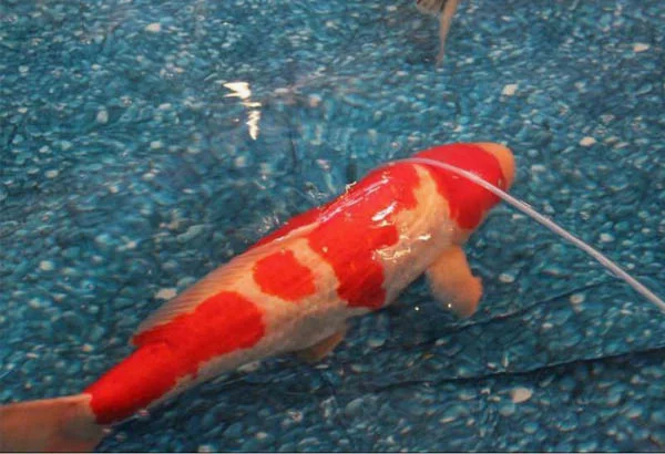 红白