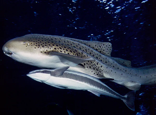 最新的研究发现，豹纹鲨（Stegostoma fasciatum）也可以适应淡水，这颠覆了过去的观点