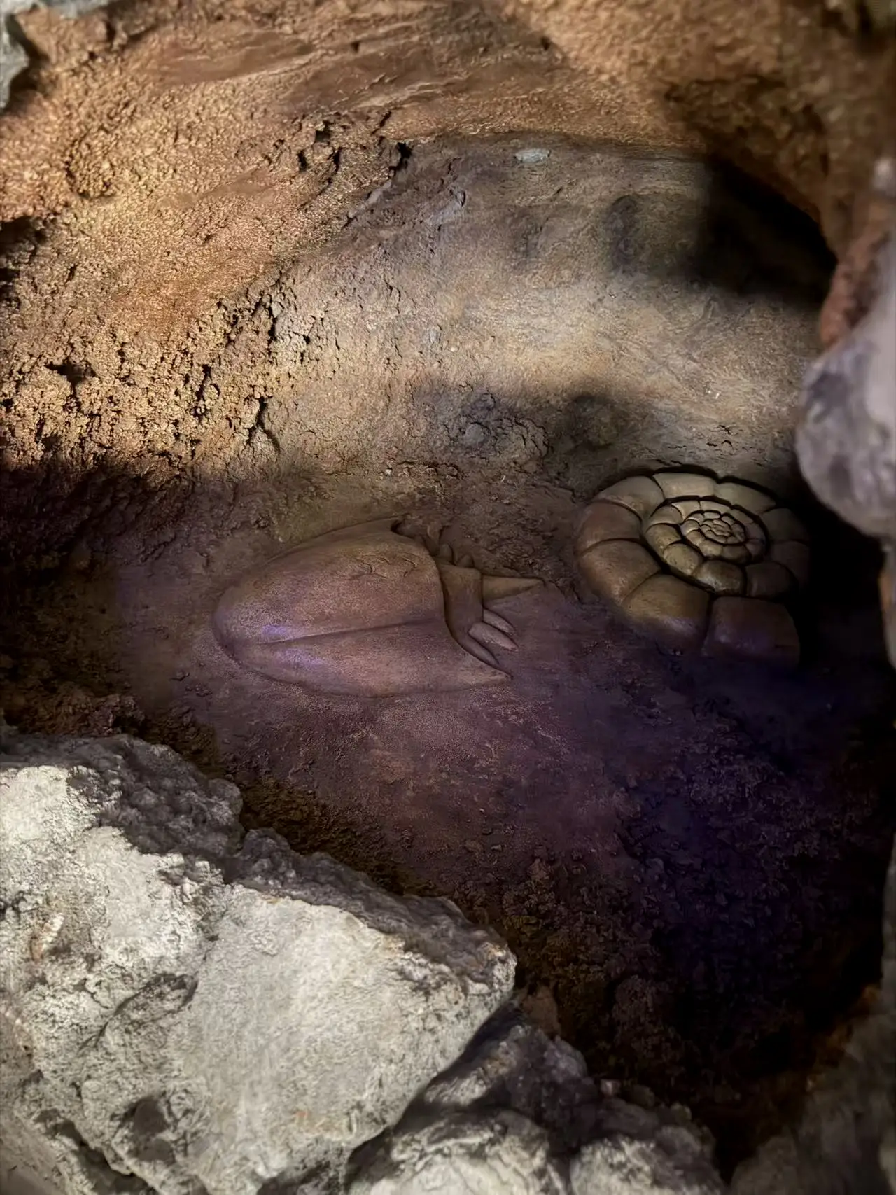 化石盔和菊石兽长眠于此，开选吧！