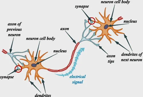 神经元的模式图，表现了两个神经元通过“轴突-突触-树突”模式相连。信息则经过了“电信号-化学信号-电信号”的转变过程，从一个神经元传到下一个神经元。