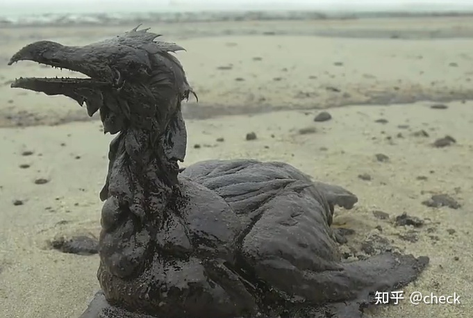 一直被人广为流传的墨西哥湾事件中被石油污染的鸟类