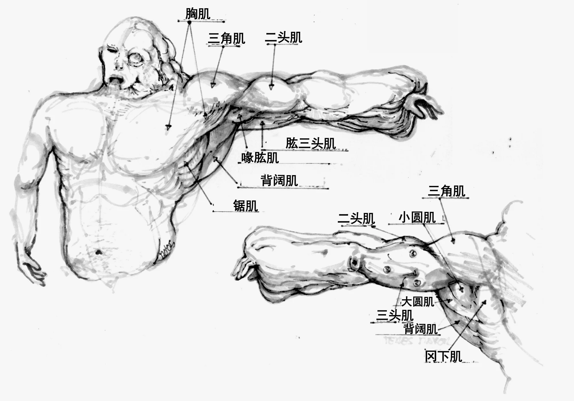 一个早期的“甜手”之前修补者的手臂和躯干细节
（网址：https://www.reddit.com/r/Bioshock/comments/13flv87/early_concepts_for_splicers_warning_body_horror/）