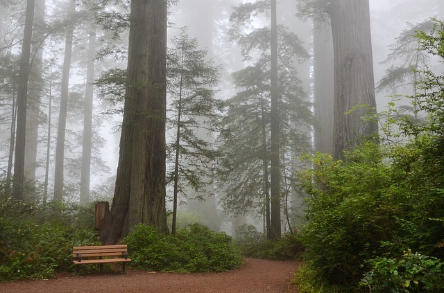 夏日霧氣中的巨大紅杉樹。（來源：UGC）