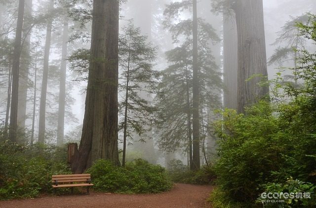 夏日雾气中的巨大红杉树。（来源：UGC）