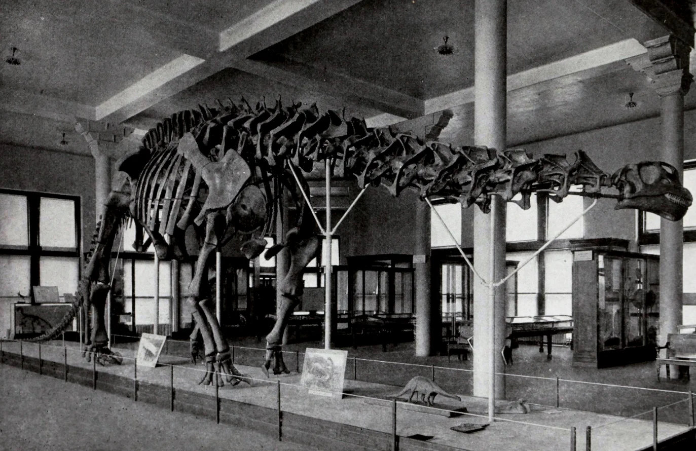 1905年在美国自然力历史博物馆展出的AMNH460骨骼化石