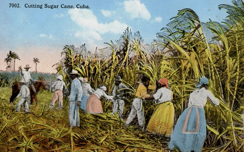 从被殖民开始 古巴就成布满了甘蔗种植园