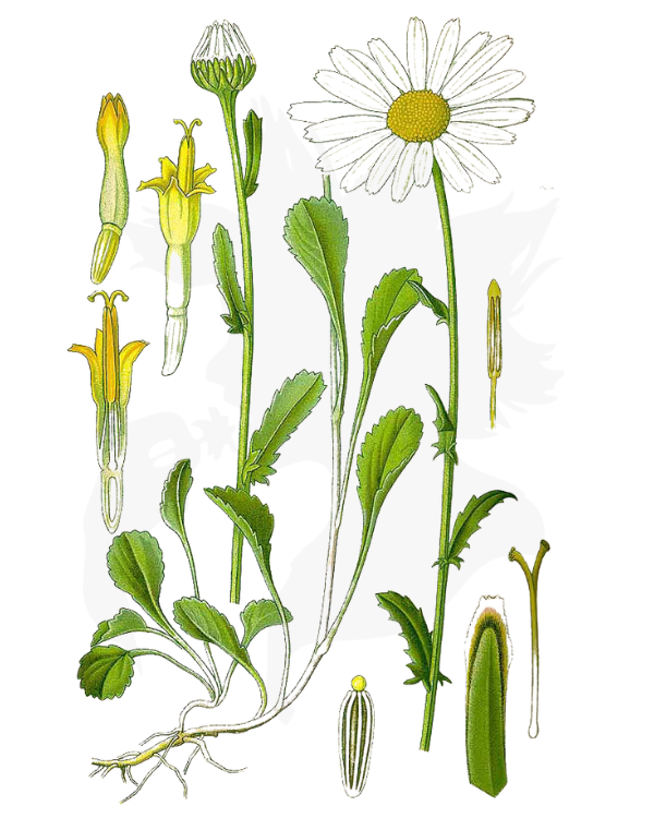 《哈利·波特》系列中的神秘植物考(四)(D系列) 《哈利·波特》系列中的神秘植物考(四)(D系列)