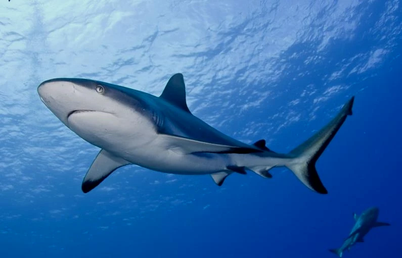 黑尾真鲨（Carcharhinus amblyrhynchos），新加坡SEA海洋馆有养殖，性格有些凶猛，喜欢抱团