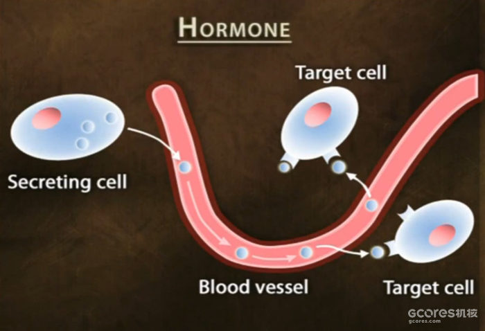 译介丨精神压力与身体健康 第二章:压力反应的具体细节 译介丨精神压力与身体健康 第二章:压力反应的具体细节