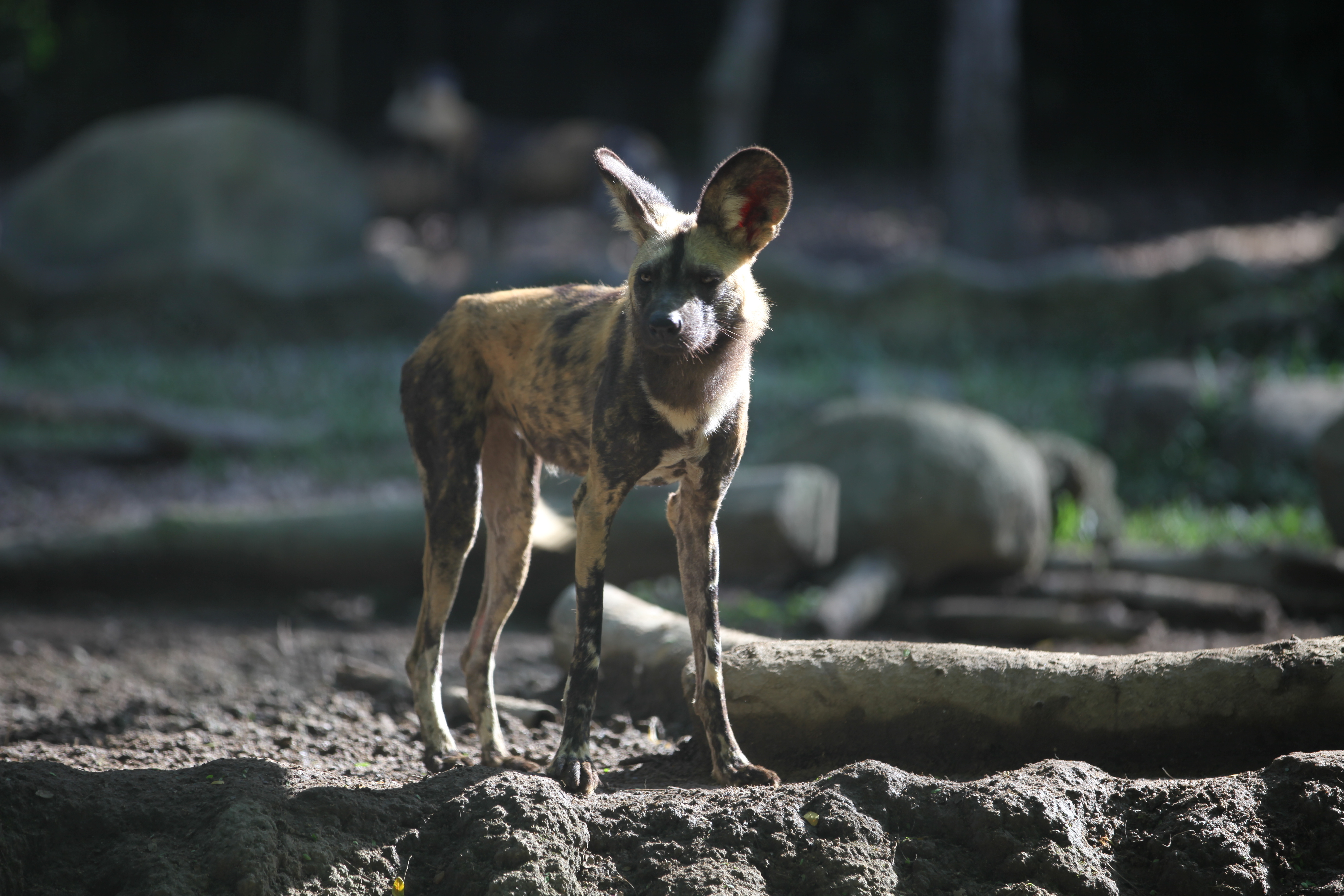 非洲野犬