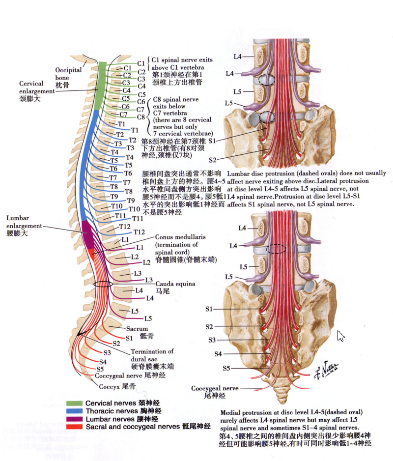 脊髓和神经根与椎体的关系
