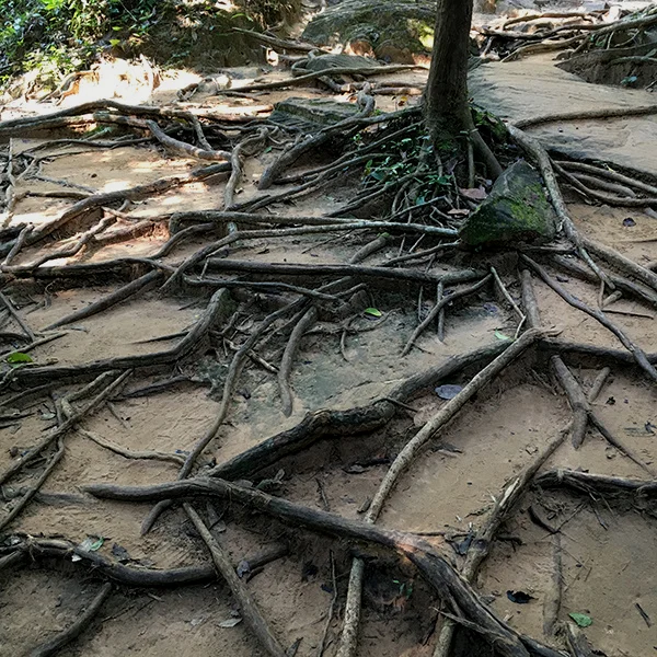 地面满布树根，一路上几乎是这样的