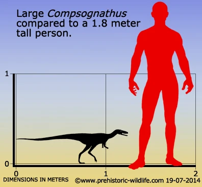 美颌龙和人的大小比例