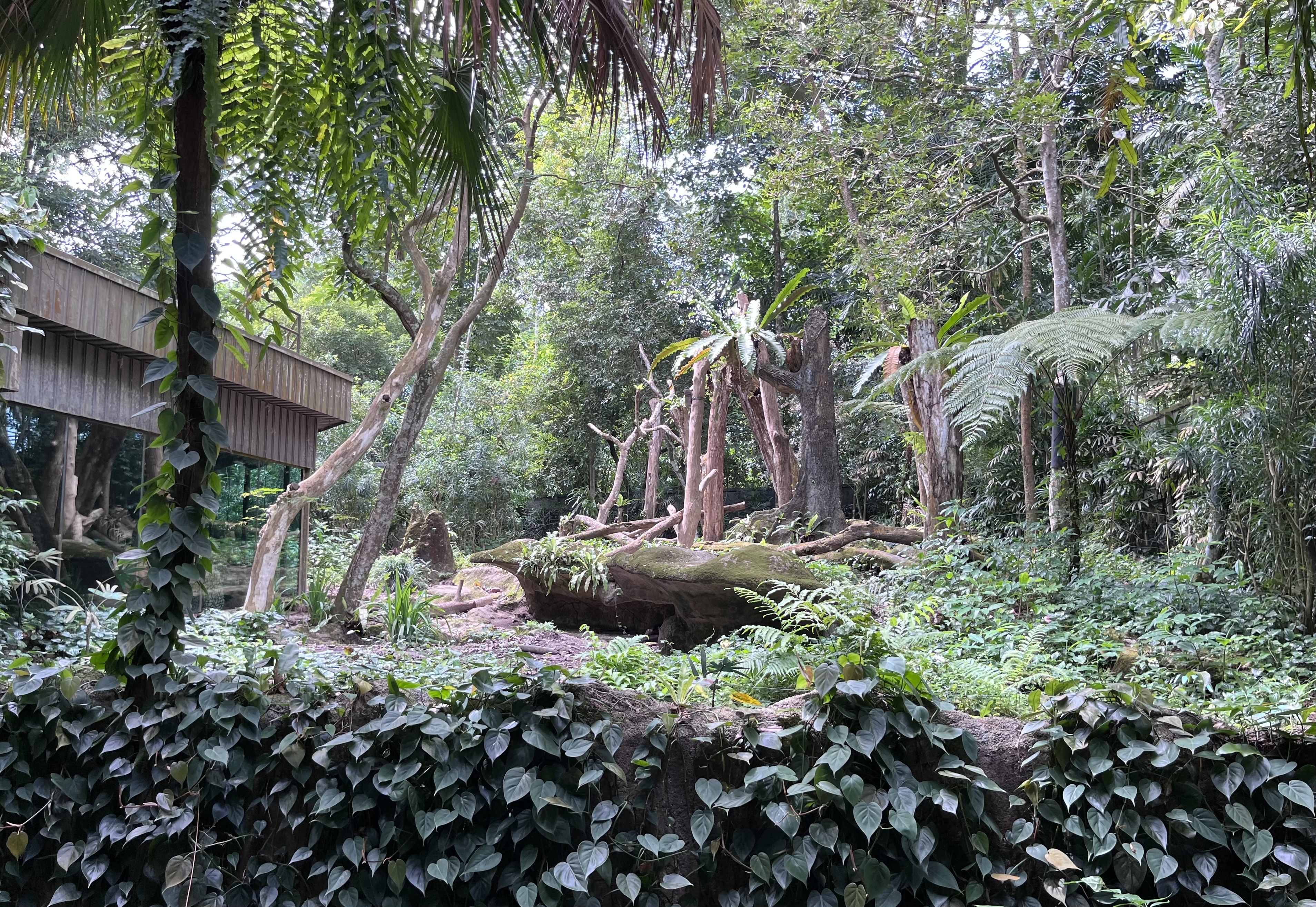 新加坡动物园马来熊展区，马来熊此刻就在那个石头缝下面睡觉。