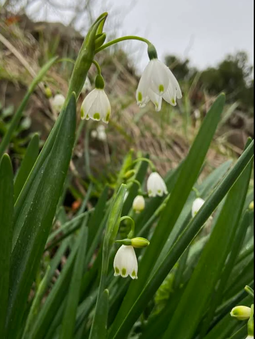 立川水仙乡的铃兰水仙。和滩黑岩不同，立川水仙乡的地势相对平坦，可能更容易拍出游戏插画的同款效果吧
