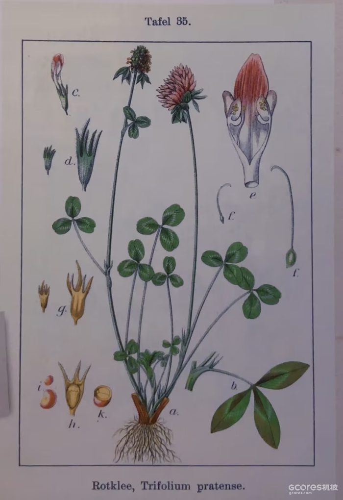 《哈利·波特》系列中的神秘植物考(四)(D系列) 《哈利·波特》系列中的神秘植物考(四)(D系列)