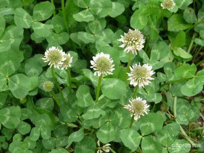 《哈利·波特》系列中的神秘植物考(四)(D系列) 《哈利·波特》系列中的神秘植物考(四)(D系列)