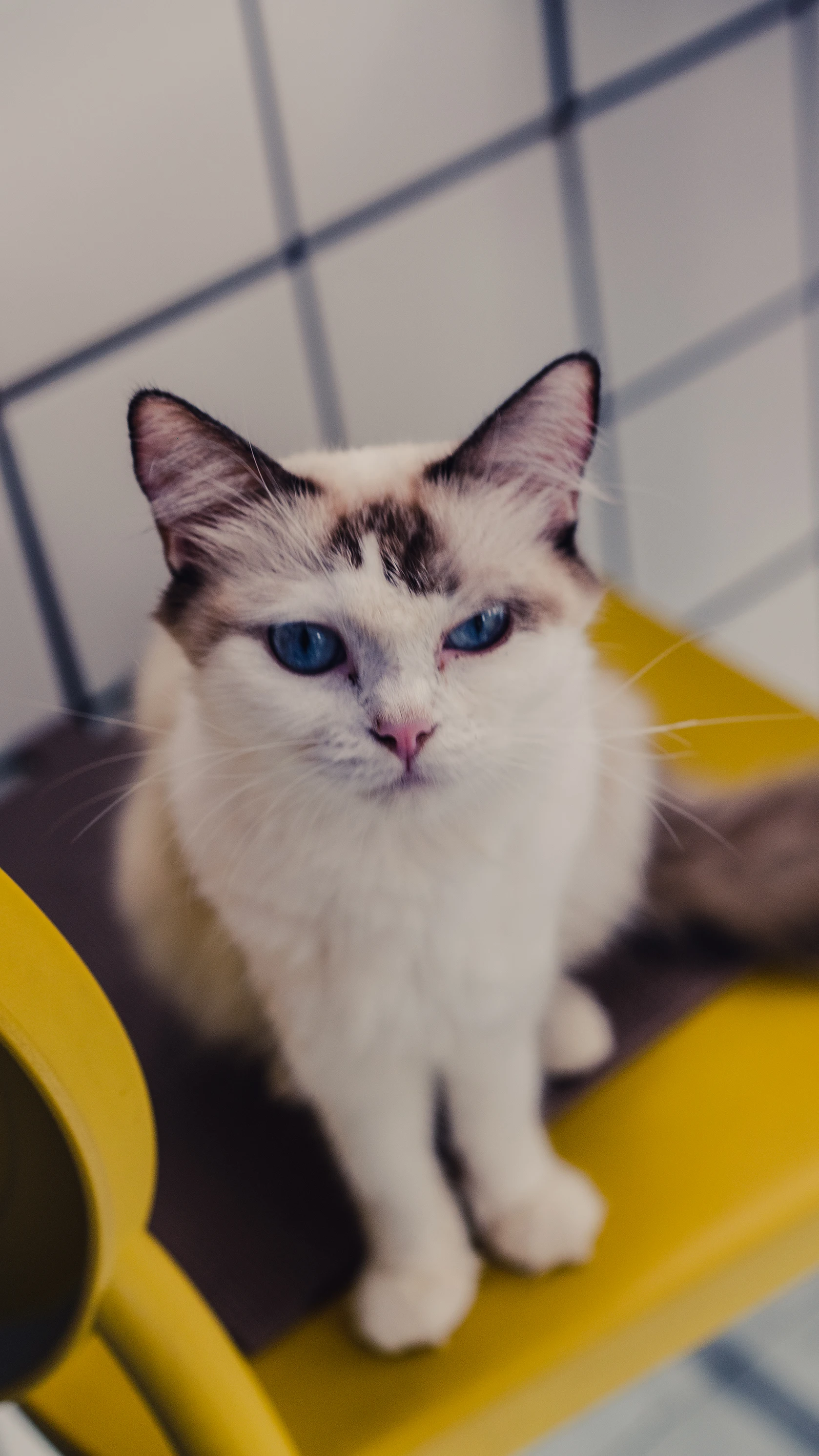 铲屎官的猫主子