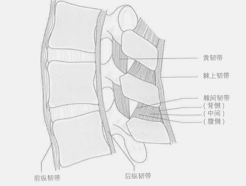腰椎韧带