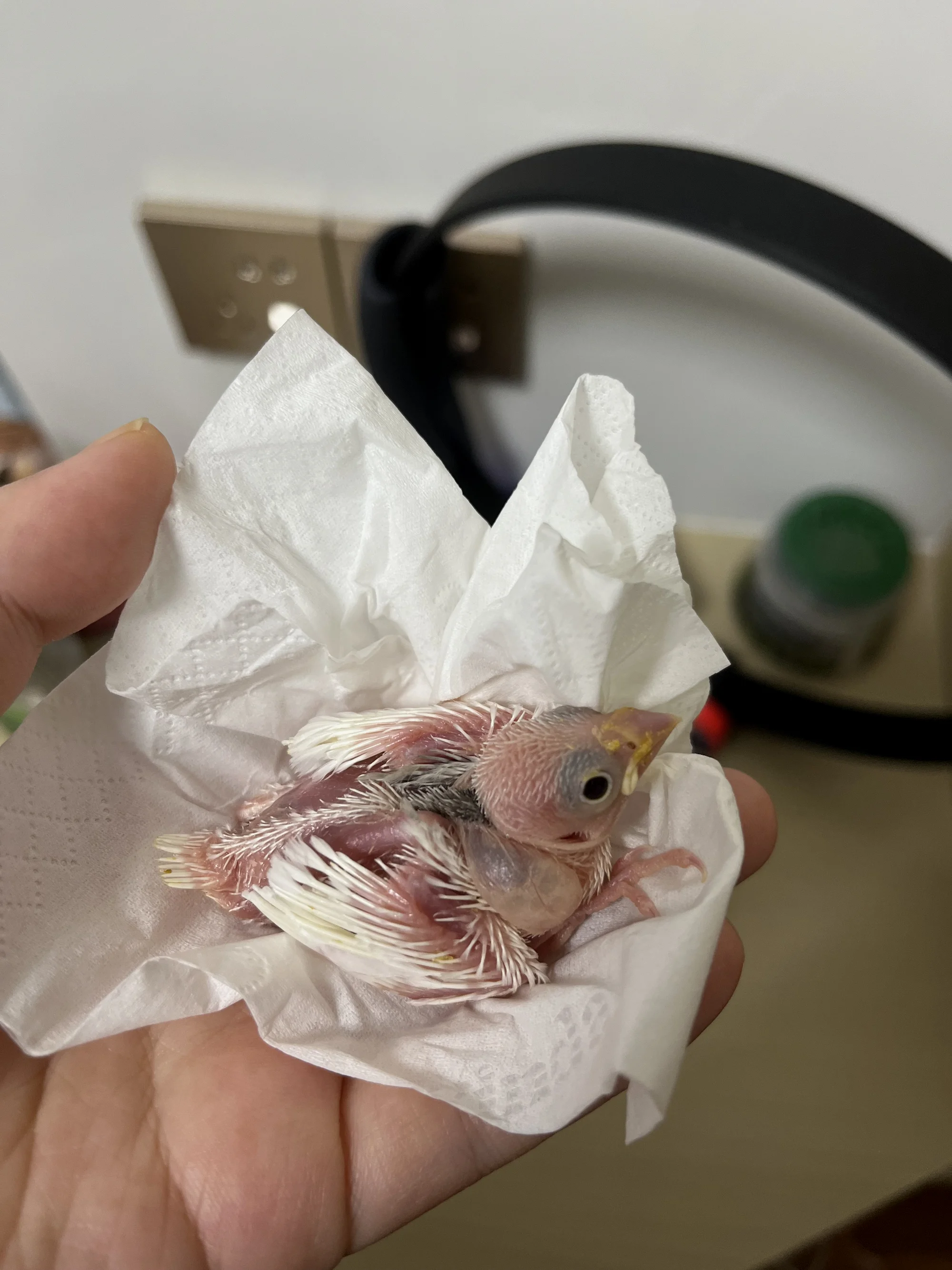 刚接回家的样子……