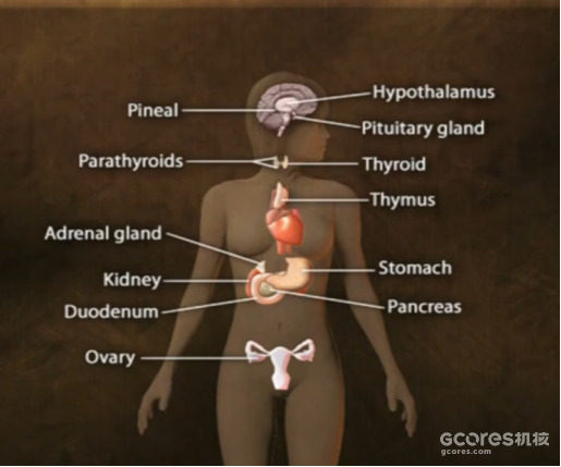译介丨精神压力与身体健康 第二章:压力反应的具体细节 译介丨精神压力与身体健康 第二章:压力反应的具体细节