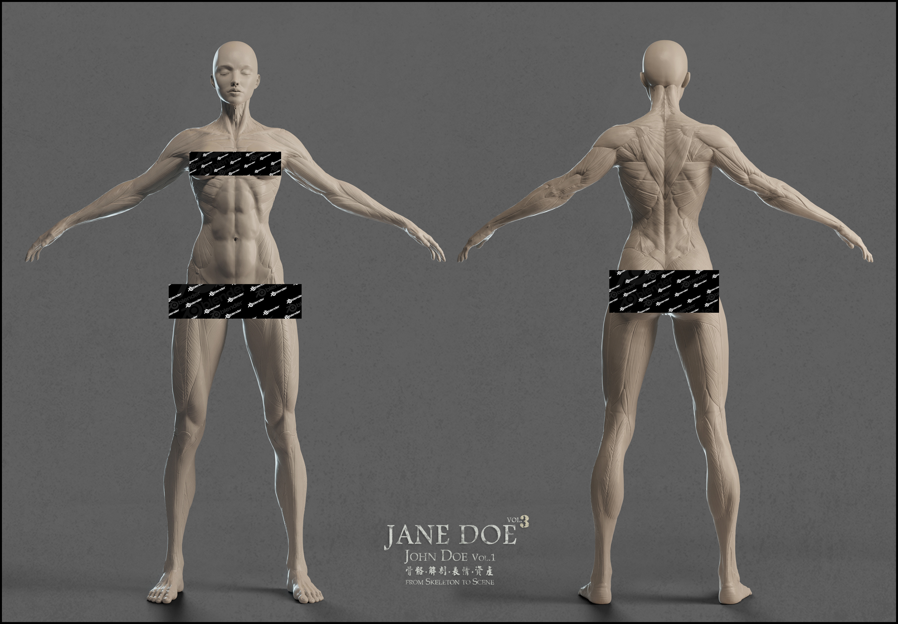 參考一些人體肌肉模型，對之前的女性人體基本分塊模型進一步加工，著重刻畫可見肌肉的分塊和起伏 