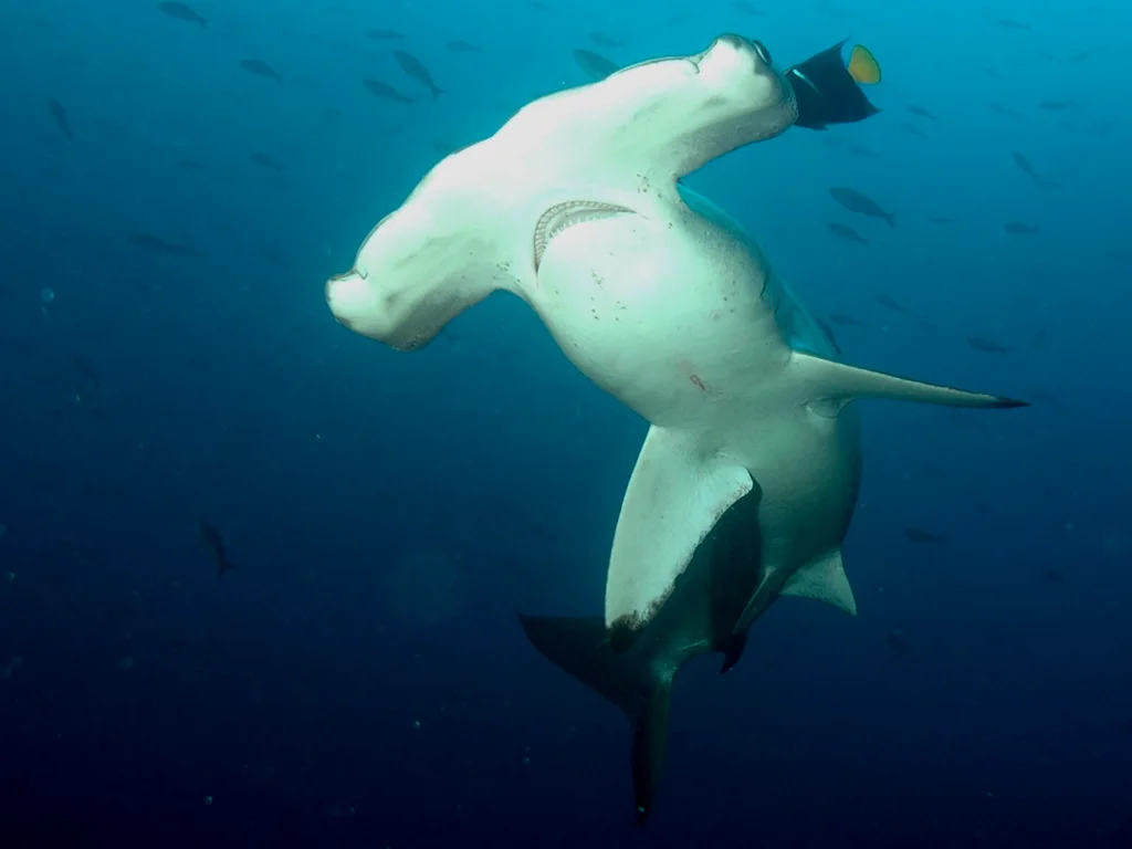 最大的路氏双髻鲨可以达到4.2米