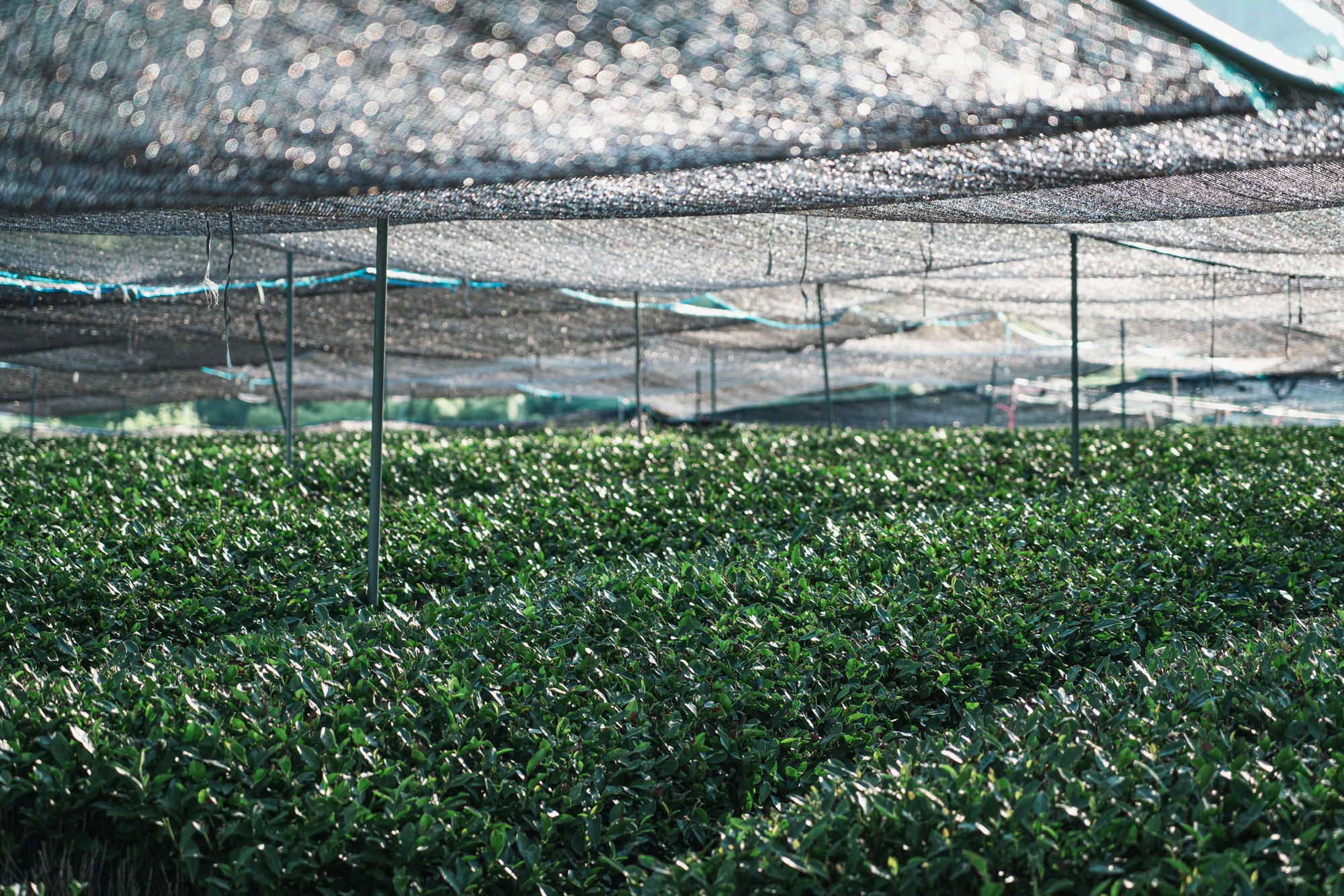 建筑考察-松阳茶亭