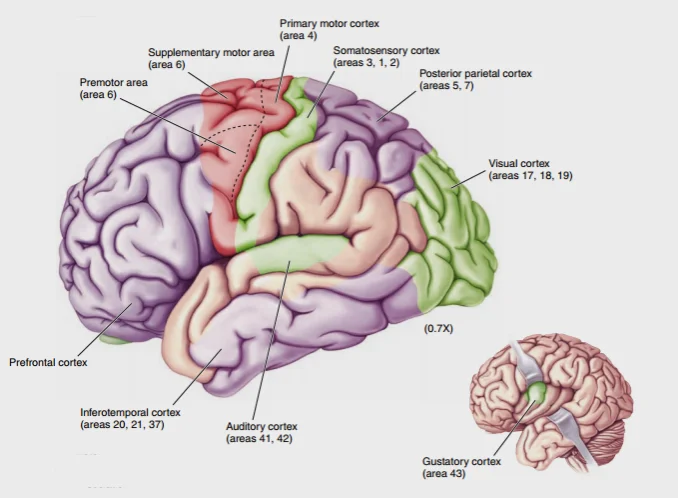 按功能划分，大脑皮层可大体分为感觉区（sensory areas, 接受信息，绿色部分）、运动皮层（motor areas, 输出信息，红色部分）和联络皮层（association areas, 整合分析信息，紫色部分）三类。