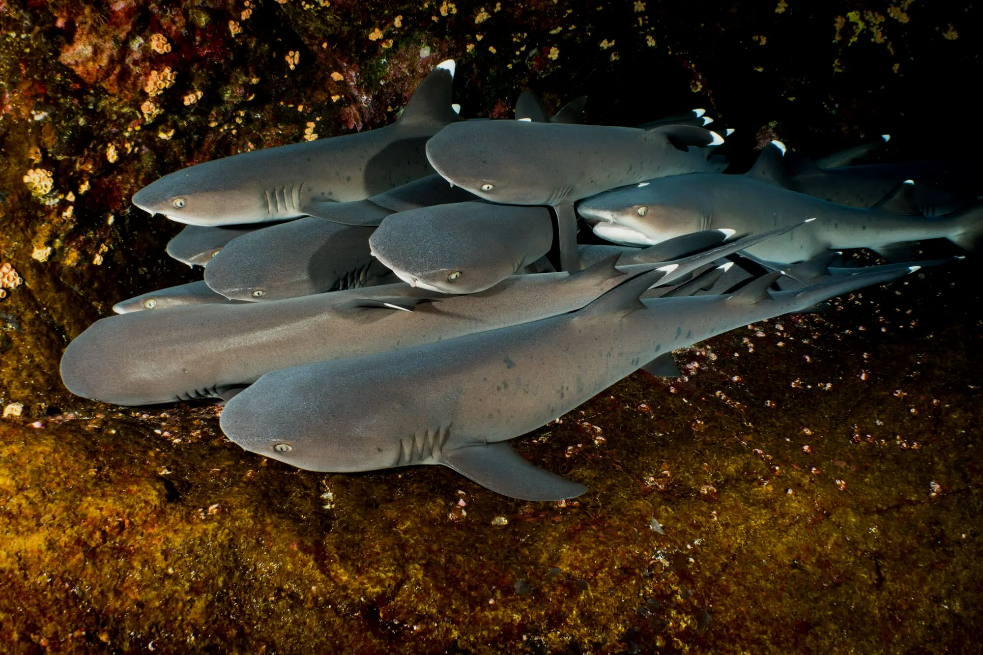 一大群灰三齿鲨正在洞穴里睡觉，它们有眼睑，可以闭上眼睛