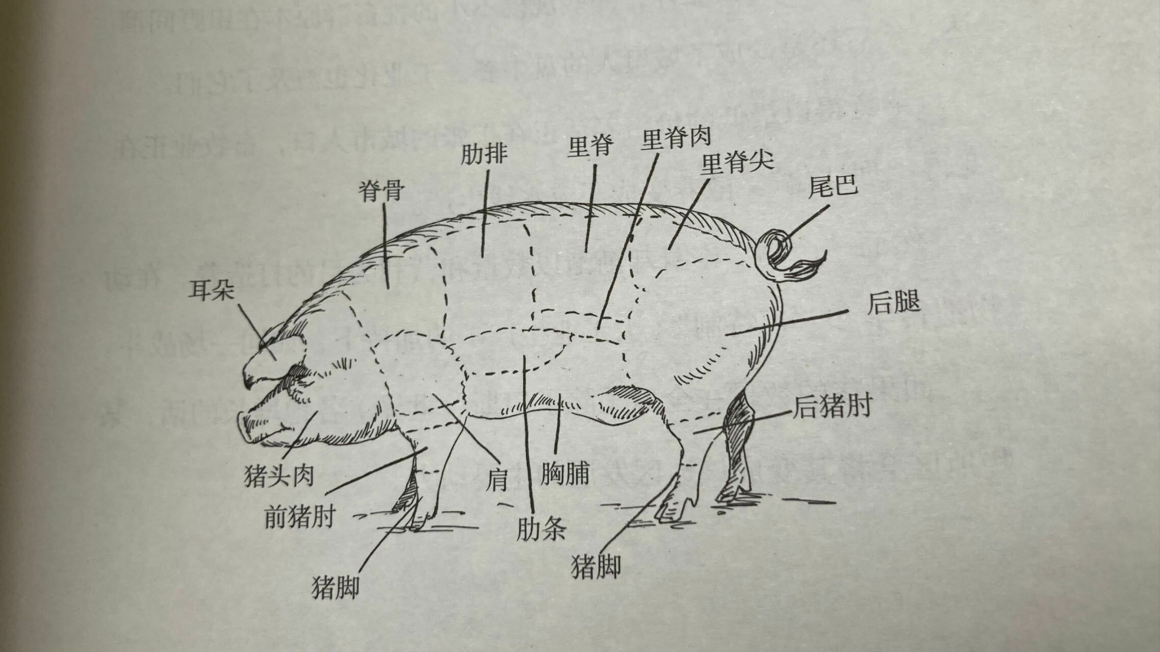 猪的全身都是宝