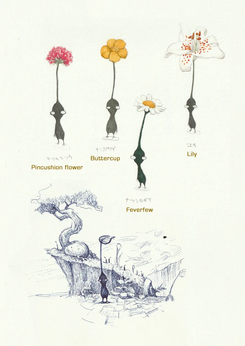 从左到右：针垫花、毛茛、 小白菊、 百合花