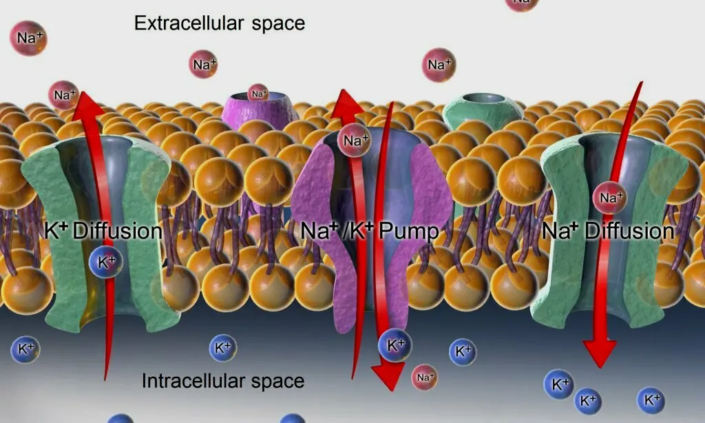 自differencebetween.com：细胞膜上 离子泵 / 离子通道的对比