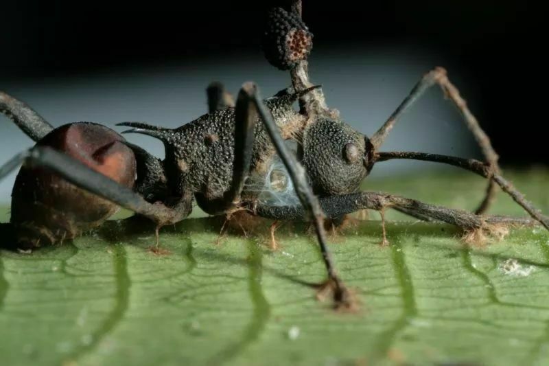 被真菌寄生控制的丧尸蚂蚁