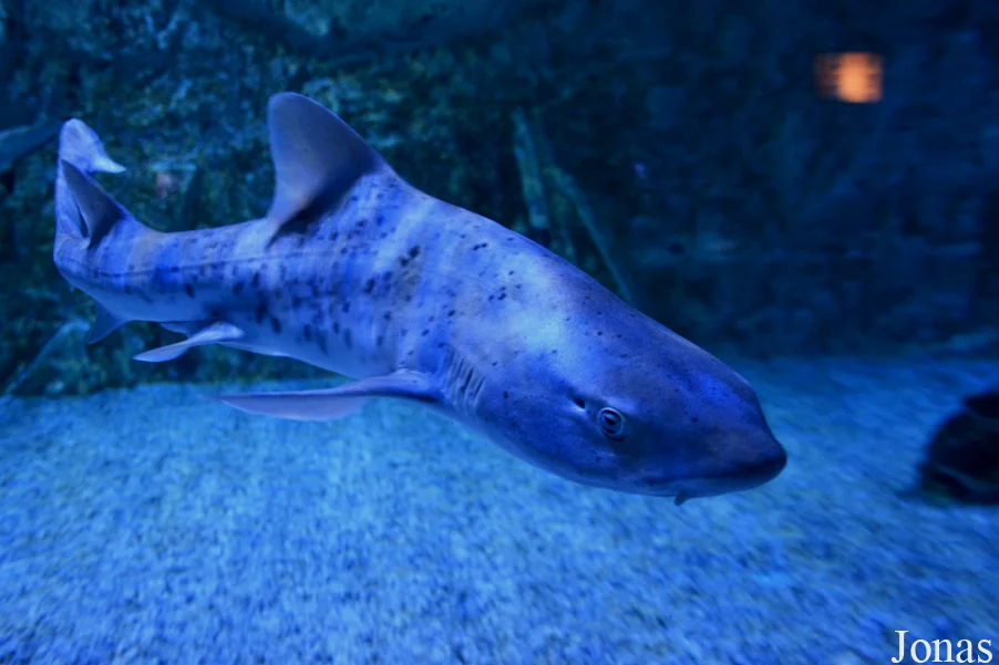 皱唇鲨，青岛水族馆有很多