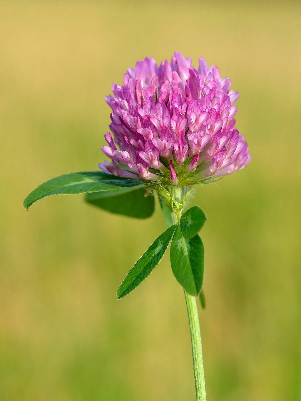 Red clover (Trifolium pratense)